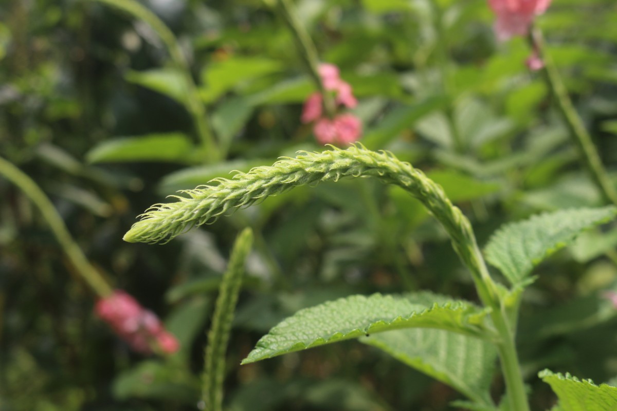 Stachytarpheta mutabilis (Jacq.) Vahl